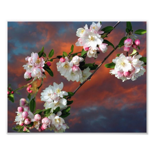Pink And White Apple Blossoms Morning Sky 8x10 Photo Print (Front)