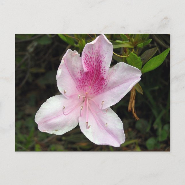 Pink and White Azalea Postcard (Front)