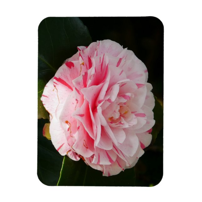 Pink and White Camellia Flower Magnet (Vertical)