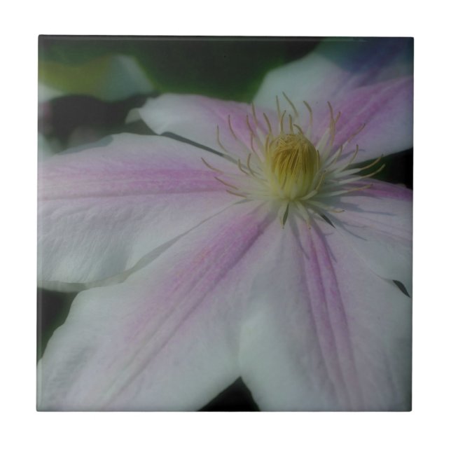 Pink And White Clematis Flower Nature Tile (Front)