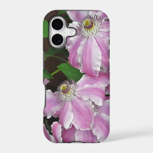 Pink and white clematis flowers