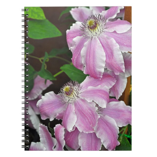 Pink and white clematis flowers notebook (Front)