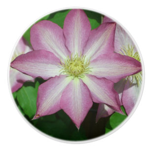 Pink and White Clematis Spring Flower Ceramic Knob