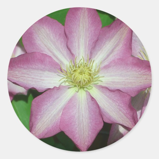 Pink and White Clematis Spring Flower Classic Round Sticker (Front)