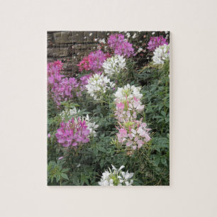 Pink and White Cleome Blooms Jigsaw Puzzle