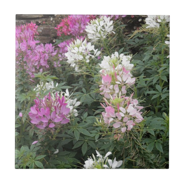 Pink and White Cleome Blooms Tile (Front)