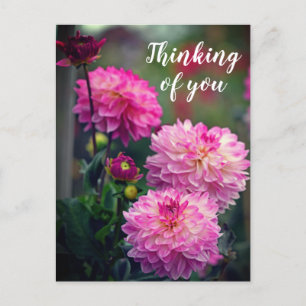 Pink and White Dahlia Flower Thinking of you Postcard