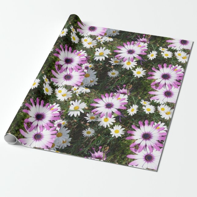 Pink and White Daisies Daisy flower Wrapping Paper (Unrolled)