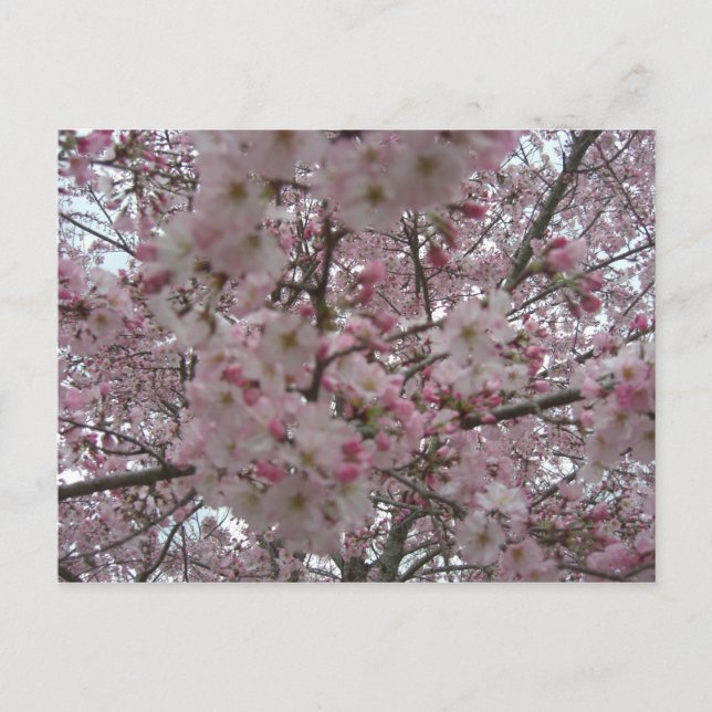 pink and white flower buds postcard (Front)