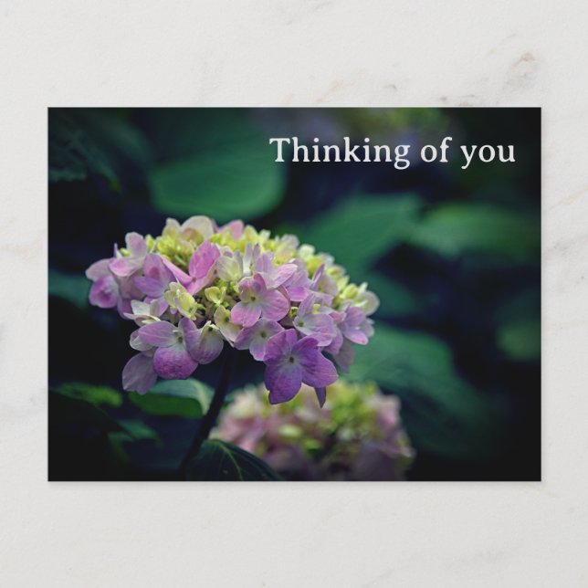 Pink and White Hydrangea Flower Thinking of You Postcard (Front)