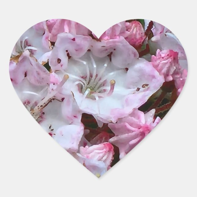 Pink and White Mountain Laurel Flowers Heart Sticker (Front)