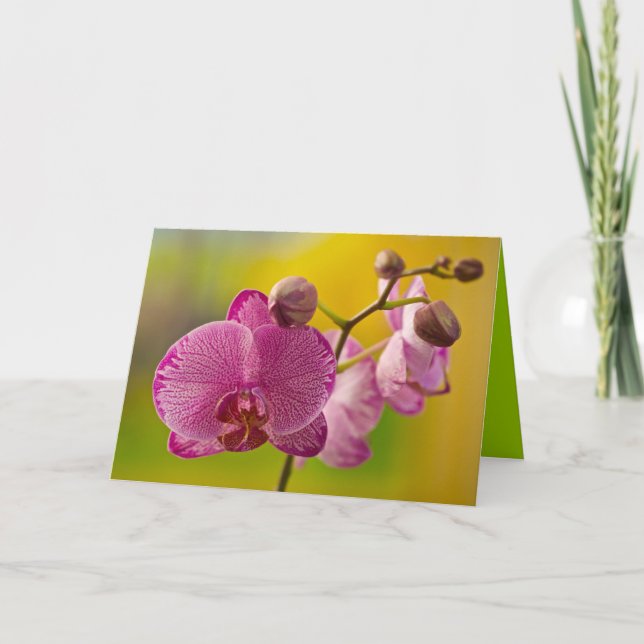 Pink and White Orchid Card (Front)