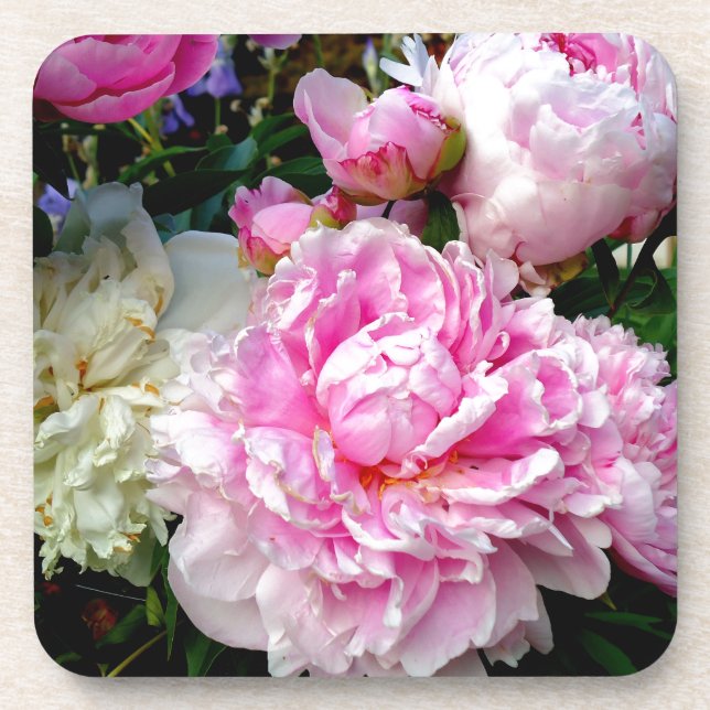 Pink and White Peonies Coaster (Front)