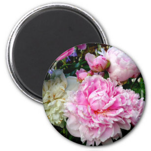 Pink and White Peonies Magnet