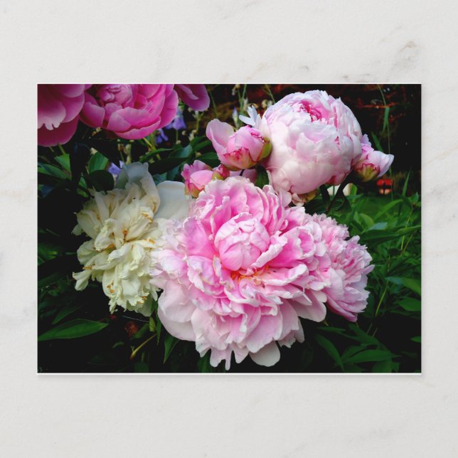Pink and White Peonies Postcard (Front)