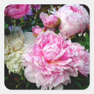 Pink and White Peonies Square Sticker