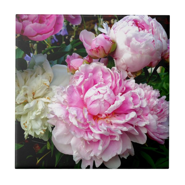 Pink and White Peonies Tile (Front)