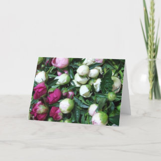 Pink and White Peony Buds Greeting Card