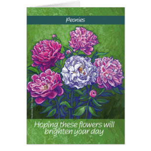 PInk and White Peony Flowers