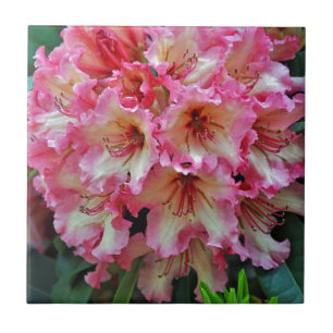 Pink and white rhododendron flowers tile