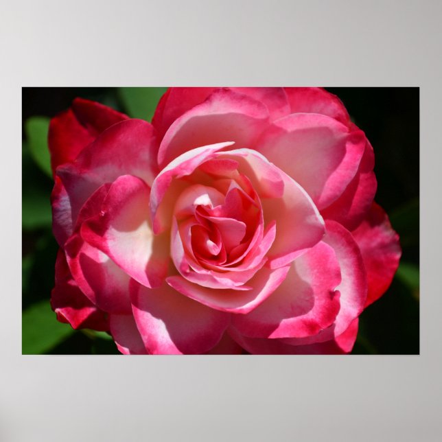 Pink and White Rose Poster (Front)