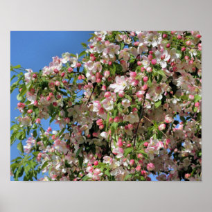 Pink And White Spring Crabapple Blossoms Poster