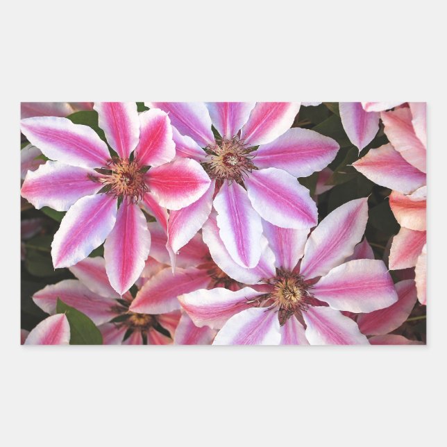 Pink and white striped clematis flowers sticker (Front)