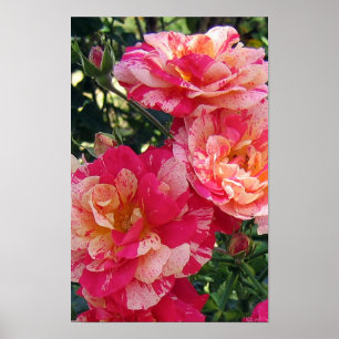 Pink and White Striped Roses Floral Art Poster