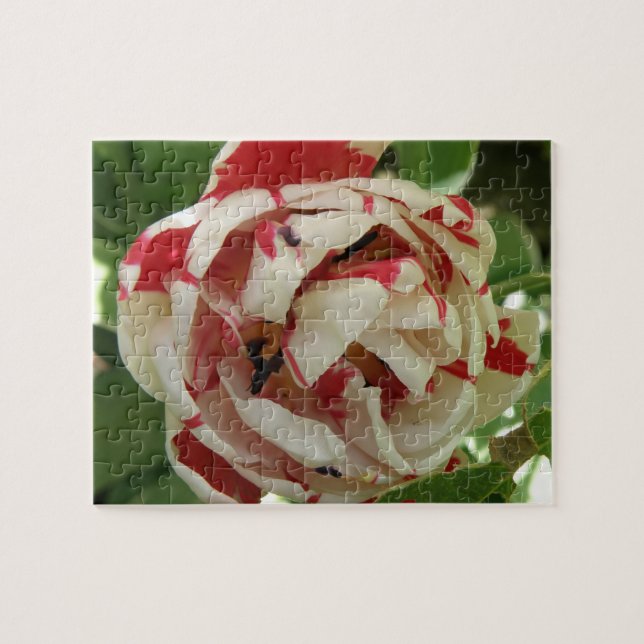 Pink and White Tulip Puzzle (Horizontal)