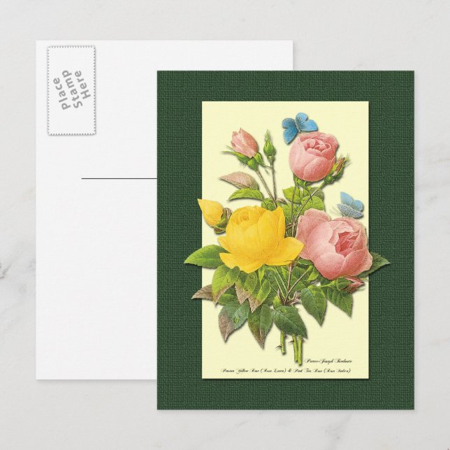 Pink and Yellow Botanical Roses Blank Postcard (Front/Back)