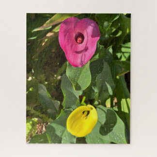 Pink and Yellow Calla Lily, San Mateo Jigsaw Puzzle