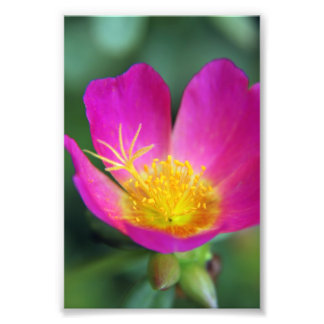 Pink and Yellow Flower Photo Print
