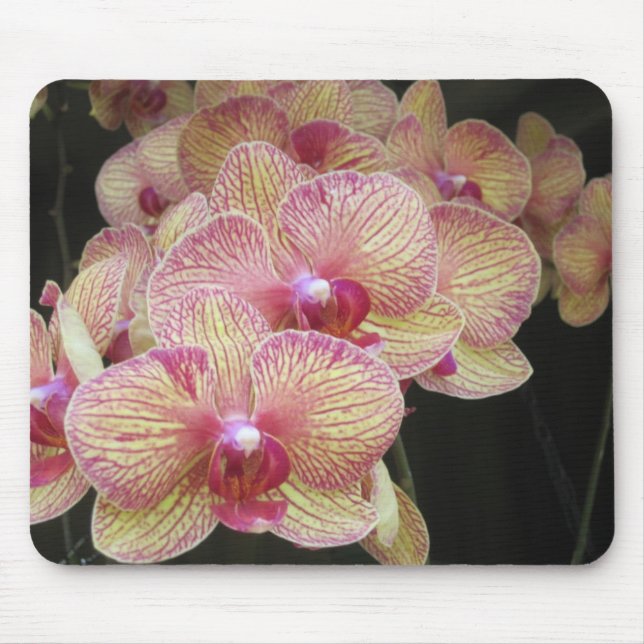 Pink and Yellow Moth Orchid Mousepad (Front)