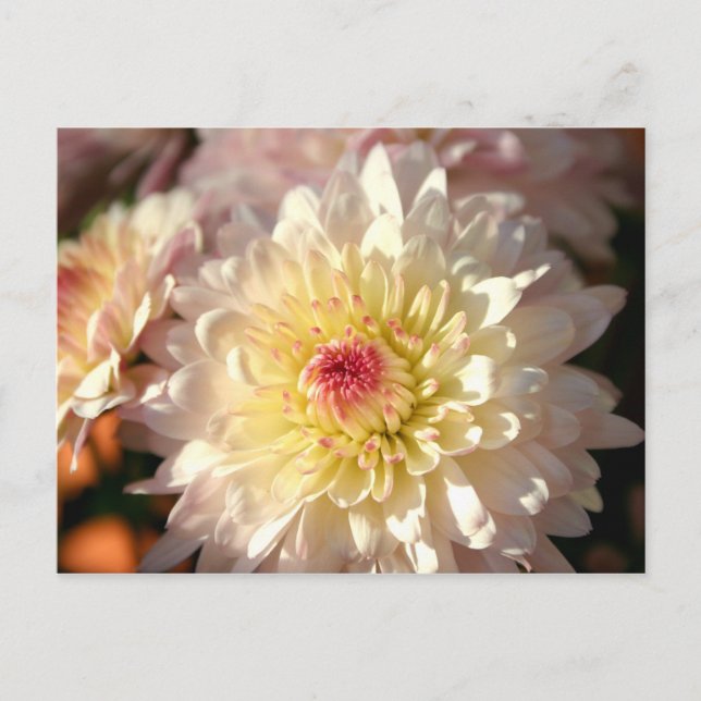 Pink and Yellow Mums Postcard (Front)