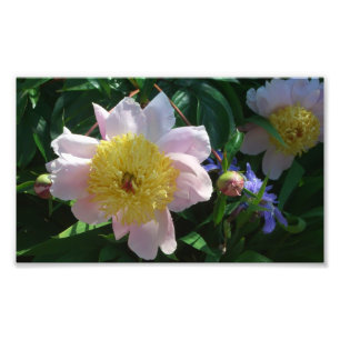 Pink and Yellow Peonies Beautiful Floral Photo Print
