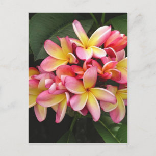 Pink and Yellow Plumeria Tropical Flowers Postcard