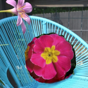 Pink and Yellow Primroses Bright Floral Botanical Round Pillow