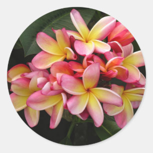 Pink and Yellow Tropical Plumeria Flowers Classic Round Sticker