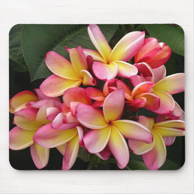 Pink and Yellow Tropical Plumeria Flowers Mouse Pad (Front)