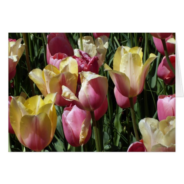 Pink and Yellow Tulips (Front Horizontal)