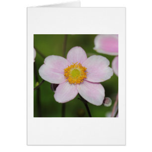 Pink Anemone
