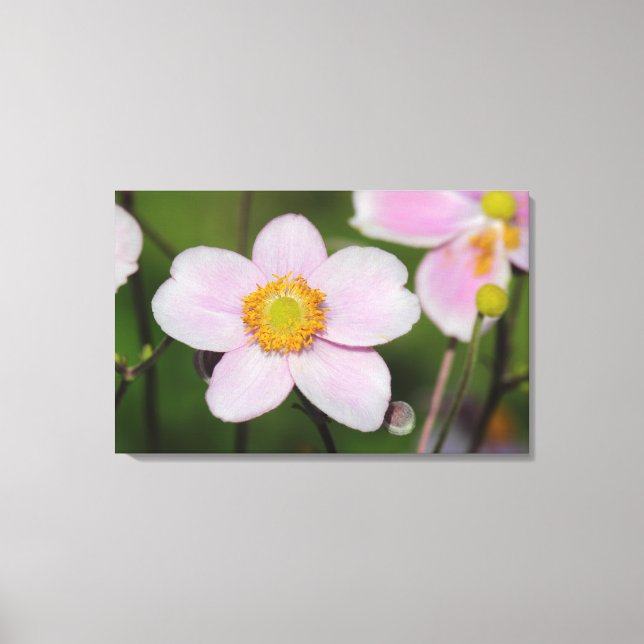 Pink Anemone Canvas Print (Front)