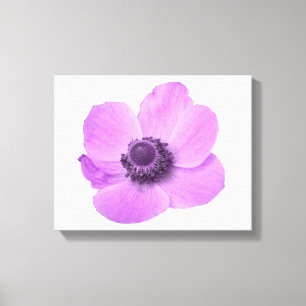 Pink Anemone Canvas Print