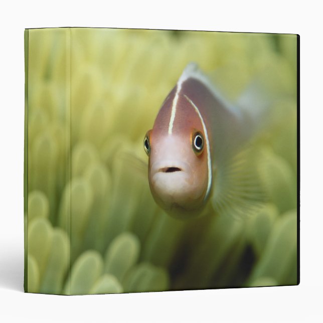 Pink Anemone Fish Binder (Front/Spine)