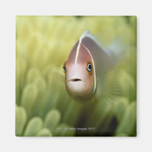 Pink Anemone Fish Magnet