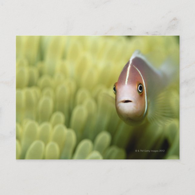 Pink Anemone Fish Postcard (Front)