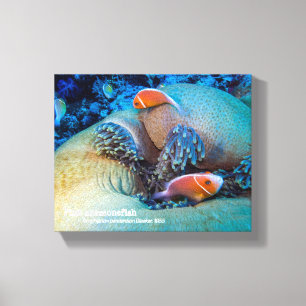 Pink anemonefish and sea anemone canvas print