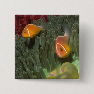 Pink Anemonefish in Magnificant Sea Anemone 2 Inch Square Button