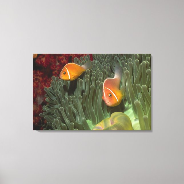 Pink Anemonefish in Magnificant Sea Anemone Canvas Print (Front)