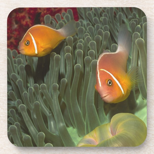 Pink Anemonefish in Magnificant Sea Anemone Coaster (Front)